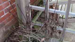 February In the Bee Friendly Garden - Pruning Dogwood and Clematis