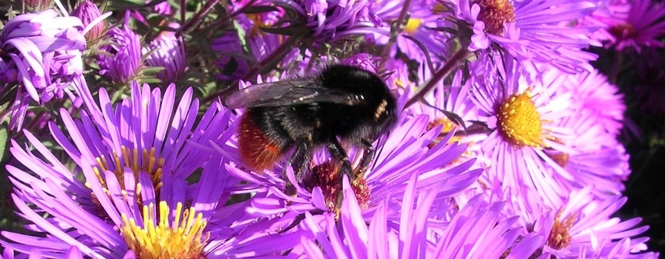 bee2